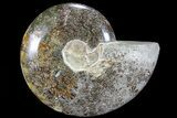 Polished, Agatized Ammonite (Cleoniceras) - Madagascar #72872-1